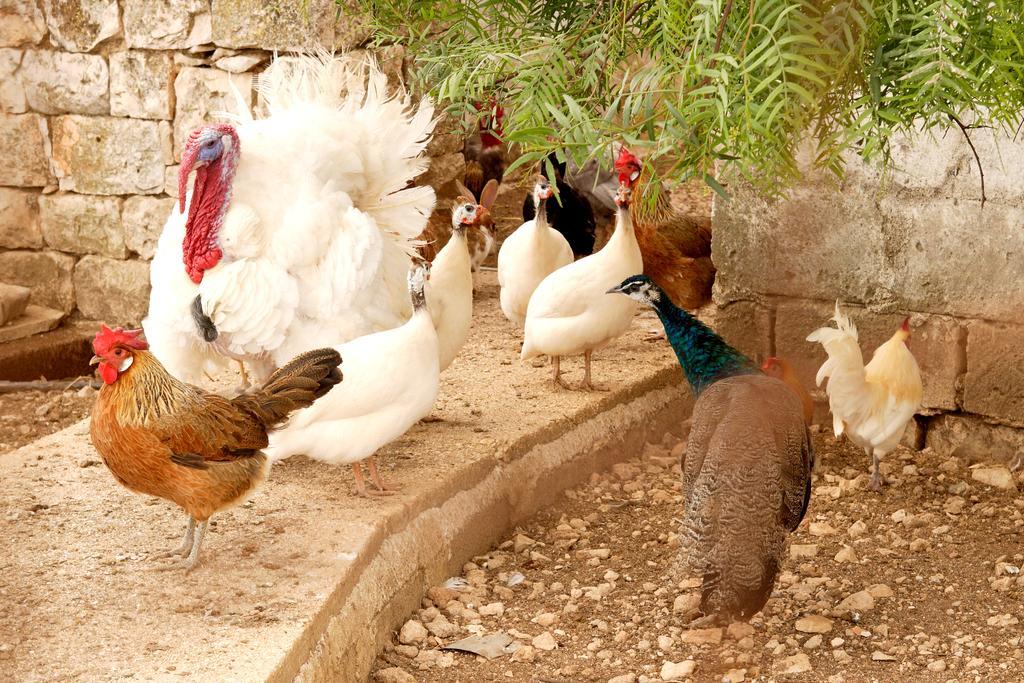 Masseria Curatori Monopoli Luaran gambar